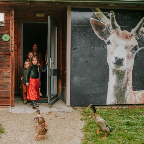 BUNGALOW 6 personnes - Bungalow pour enfants Damhert avec sauna