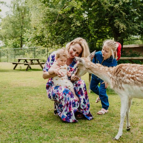 Vakantiepark Dierenbos - Camping Meierijstad - Image N°4