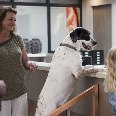 Recreatiepark De Boshoek - Camping Barneveld - Image N°6