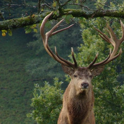 Vakantiepark De Bosrand - Camping Epe - Image N°5