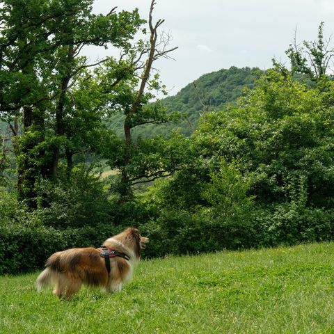 BUNGALOW 6 personnes - La Lune Comfort