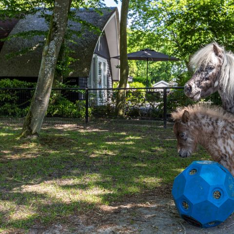 Residence De Eese - Camping Steenwijkerland - Image N°3