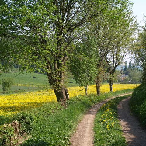 Buitenplaats De Mechelerhof - Camping Gulpen-Wittem - Image N°6