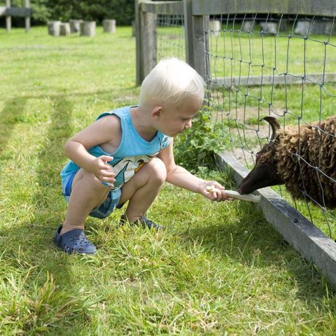 Molecaten Park Wijde Blick - Camping Renesse - Image N°6