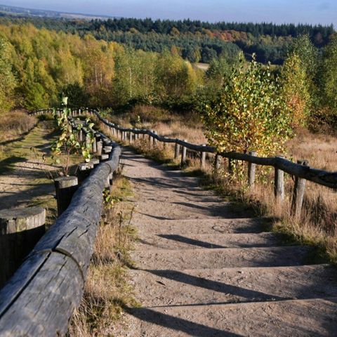 De Thijmse Berg - Camping Rhenen - Image N°3