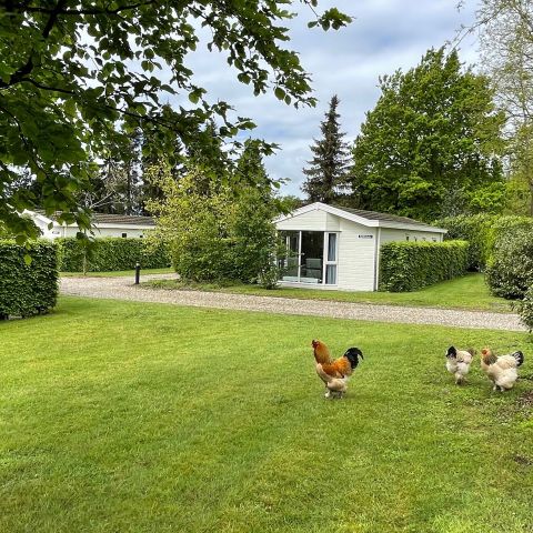 De Tabaksschuur - Camping Rhenen - Image N°6