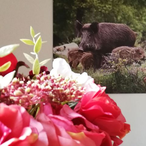 BUNGALOW 4 personnes - Wood Lodge Eco