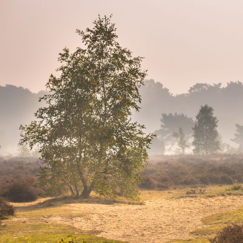Park Berkenrhode - Camping Ede - Image N°2