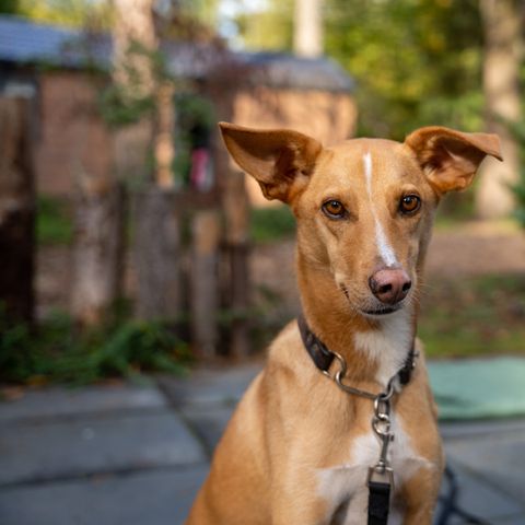 Recreatiepark De Paalberg - Camping Ermelo - Image N°2