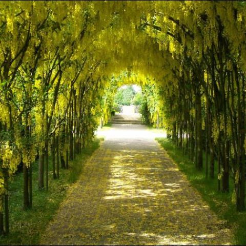 Bungalowpark Stolpenheim - Camping Nunspeet - Image N°3