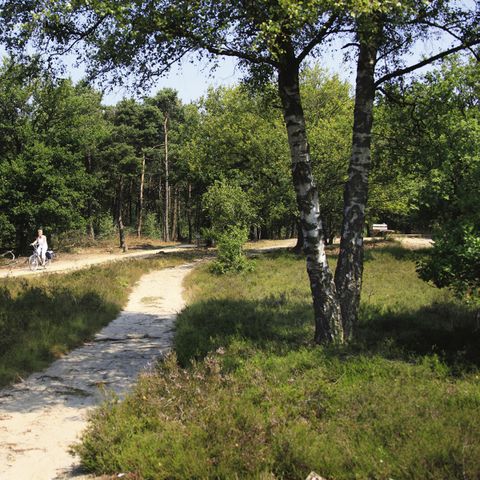 Vakantiepark De Lindenberg - Camping Rijssen-Holten - Image N°6
