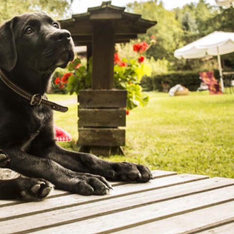 Feriendorf Reinskopf - Camping Rhénanie-Palatinat - Image N°4