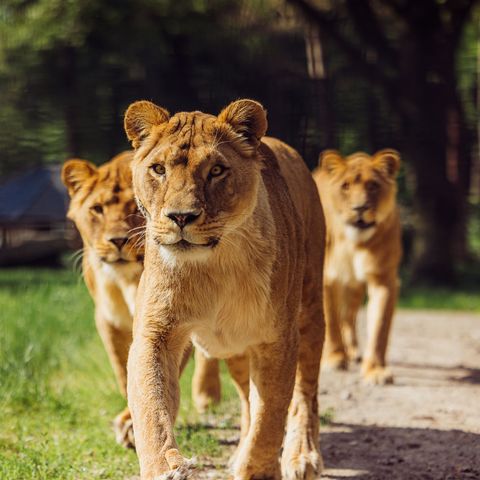 Safari Resort Beekse Bergen - Camping Hilvarenbeek - Image N°5