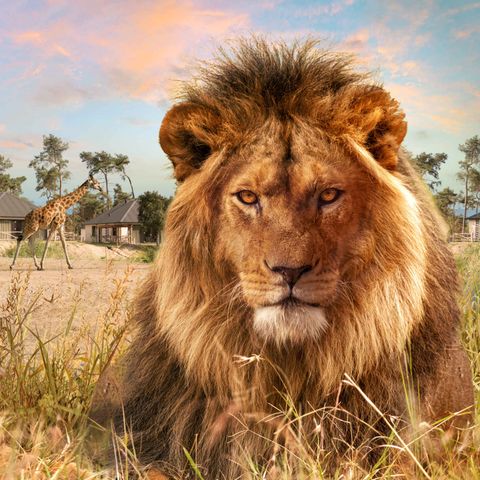 Safari Resort Beekse Bergen - Camping Hilvarenbeek - Image N°4