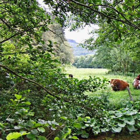 Sonnenhof Willingen - Camping Hesse - Image N°3