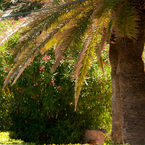 Résidence Goélia Le Domaine de La Pinède - Camping Var - Image N°2