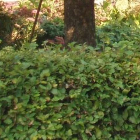 Recreatiepark de Veldkamp - Camping Epe - Image N°3