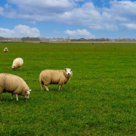 EuroParcs Texel - Camping Texel - Image N°4