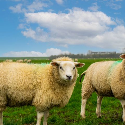 EuroParcs Texel - Camping Texel - Image N°5