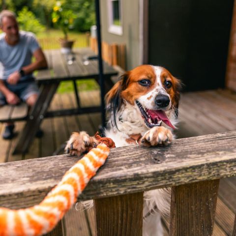 TENTE TOILE ET BOIS 6 personnes - Tente de glamping Dog Lodge