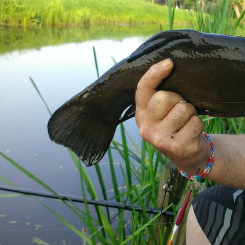 Camping De Grienduil - Camping Vijfheerenlanden - Image N°6