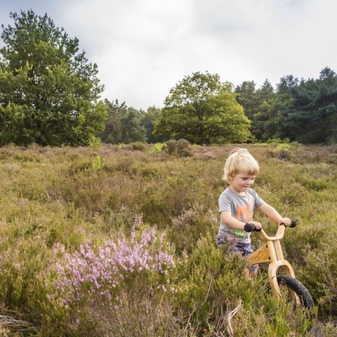 Landal Drentse Lagune - Camping Mitte-Drenthe - Image N°3