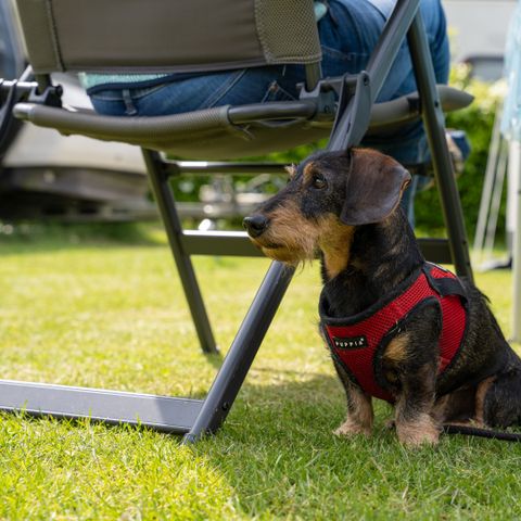 Heidepark Veluwschkarakter - Camping Nunspeet - Image N°5