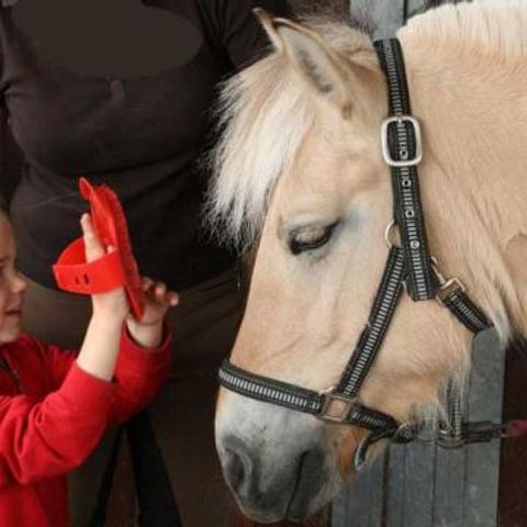 Ferienpark Geesthof - Camping Basse-saxe - Image N°2