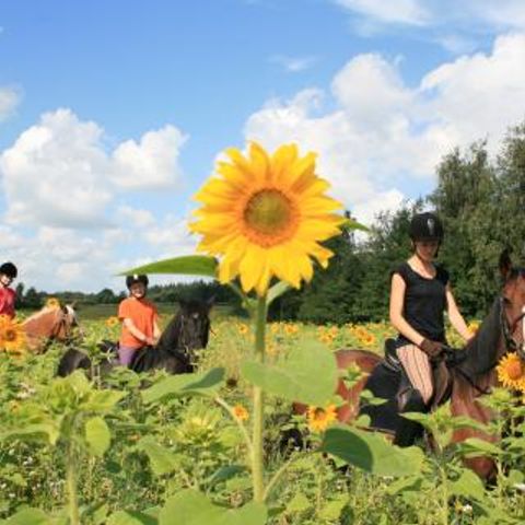 Ferienpark Geesthof - Camping Basse-saxe - Image N°3