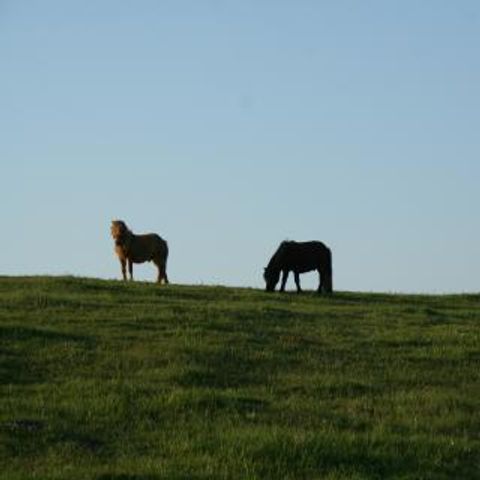 Ferienhof Brockzetel - Camping Basse-saxe - Image N°3