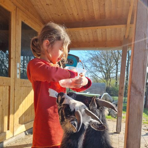 Ferienhof Brockzetel - Camping Basse-saxe - Image N°5