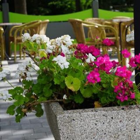 Recreatieoord Kikmolen - Camping Limburg Belge - Image N°5