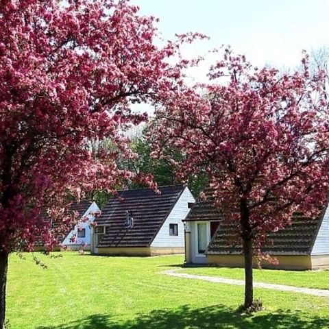 BUNGALOW 6 personnes - Alpha