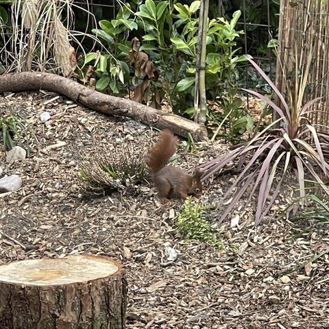 BUNGALOW 6 personnes - mobil home/chalet IJsselheide 67