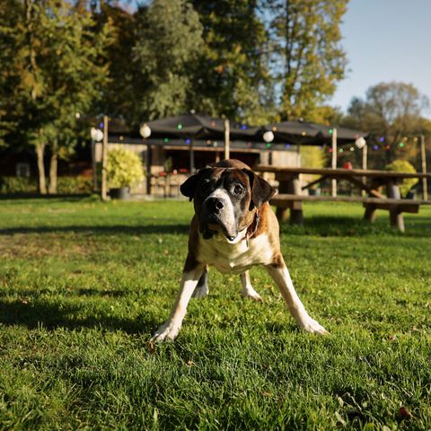 Resort de Parel - Camping Zeewolde - Image N°6