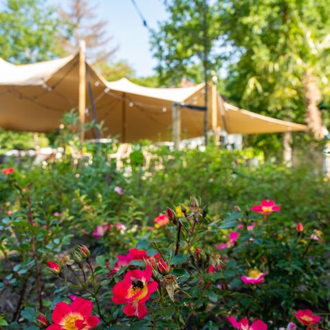 't Landgoed Baars - Camping Steenwijkerland - Image N°2