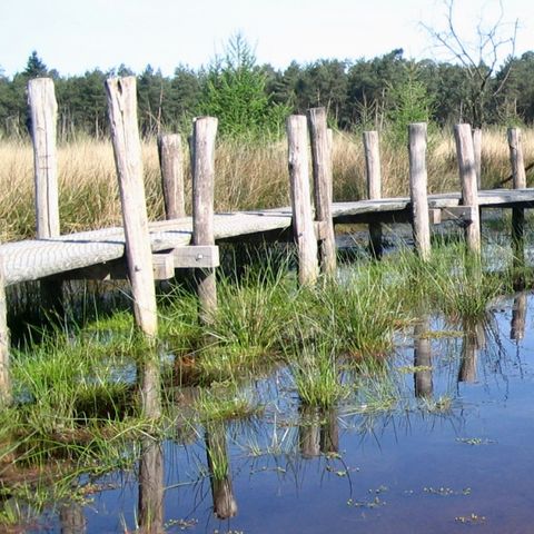 Vakantiecentrum Sonnevanck - Camping Mitte-Drenthe - Image N°4