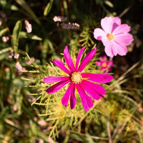 TENTE TOILE ET BOIS 7 personnes - Tente safari