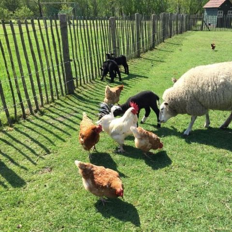 Vodatent Camping de Peelweide  - Camping Venlo - Image N°4