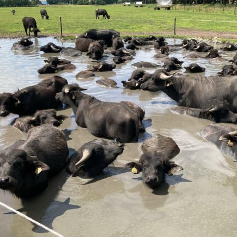 Vodatent Camping de Waterbuffelfarm  - Camping Steenwijkerland - Image N°3