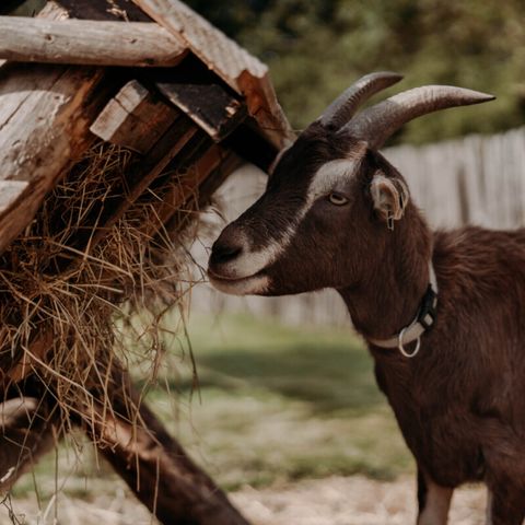 Vodatent Camping de Tulpenweide - Camping Hollands Kroon - Image N°6