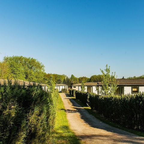 Recreatiepark Maas en Bos - Camping Bergen - Image N°6