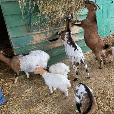 Vodatent Camping Fargogne - Camping Tarn-et-Garonne - Image N°5