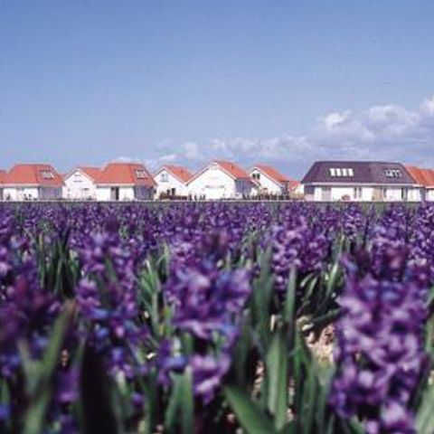 Duinpark De Witte Raaf - Camping Noordwijk - Image N°4