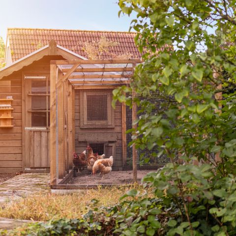 Summio Vakantiepark De Riethorst - Camping Mook en Middelaar - Image N°2