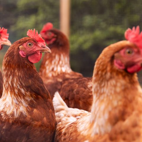 Summio Vakantiepark De Riethorst - Camping Mook en Middelaar - Image N°3