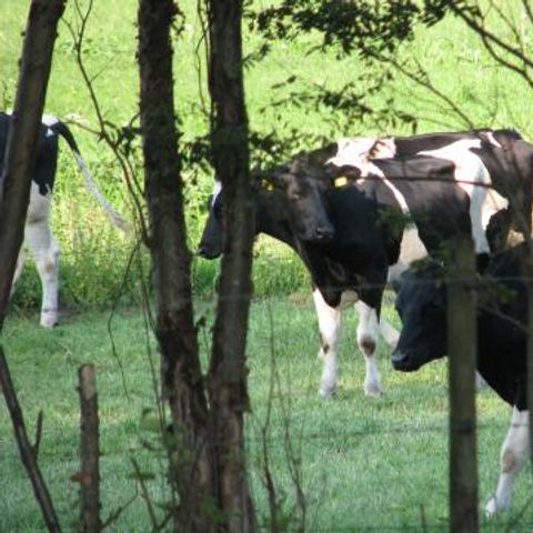 Chaletpark Boomans - Camping Doetinchem - Image N°3