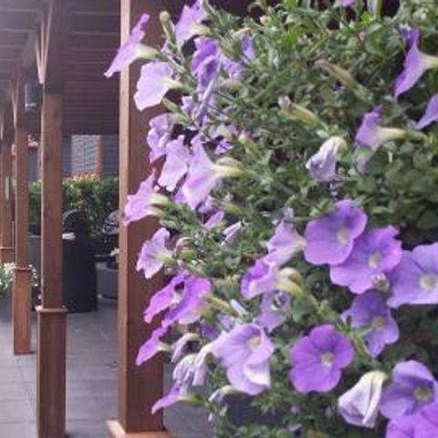 Vakantiepark De Eikensingel - Camping Apeldoorn - Image N°6