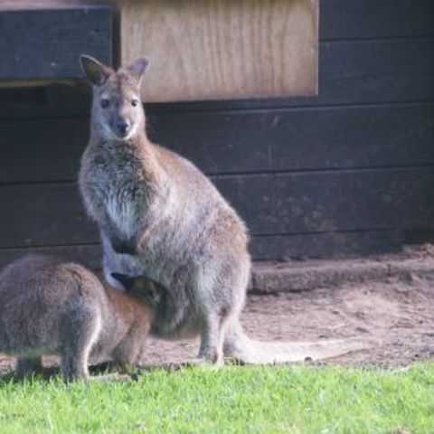 Recreatiecentrum de Eikenhof - Camping Steenwijkerland - Image N°6