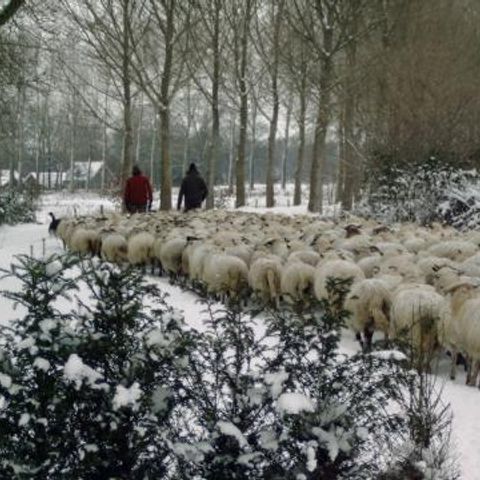 Vakantiepark De Kattenberg - Camping Winterswijk - Image N°6